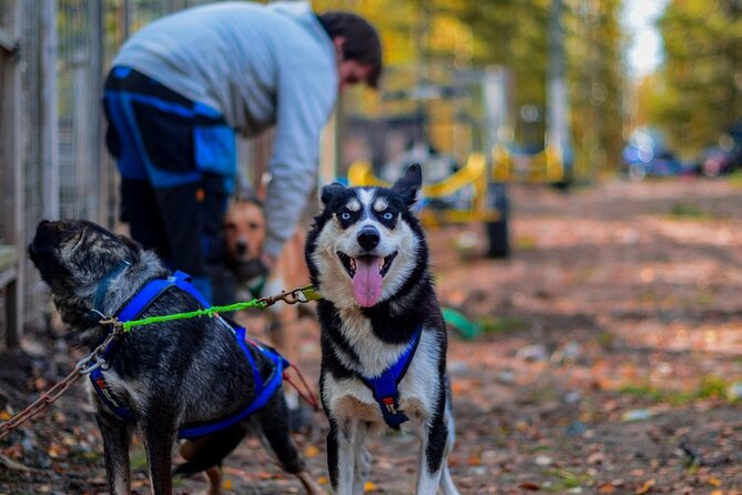 Rovaniemi: 6-10 Km Self-Driving Mushing Husky Safari Tour - Tour Highlights