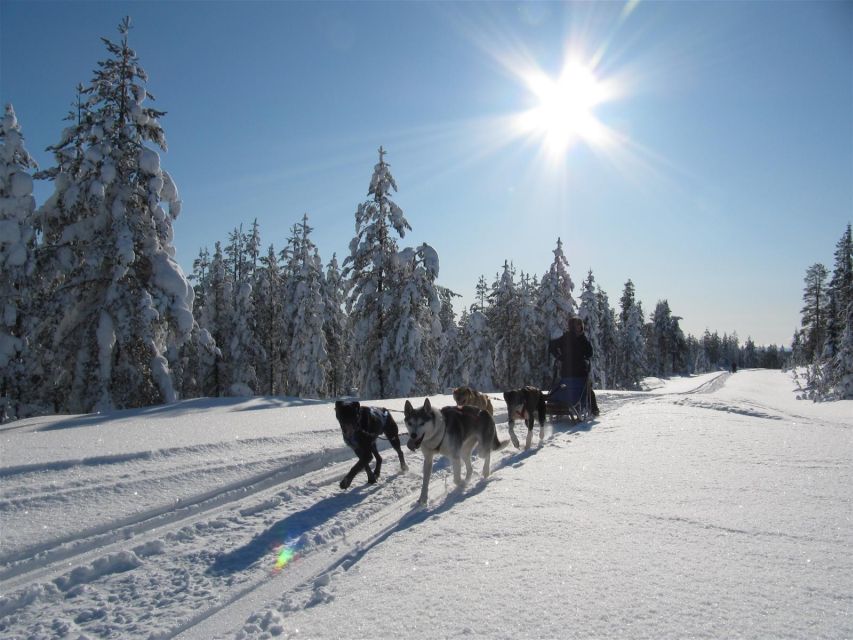 rovaniemi apukka husky adventure Rovaniemi: Apukka Husky Adventure