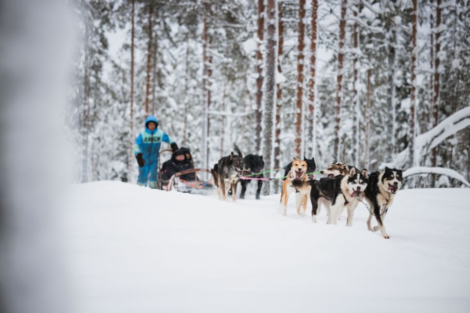 Rovaniemi: Arctic Circle Highlights by Snowmobile - Key Points