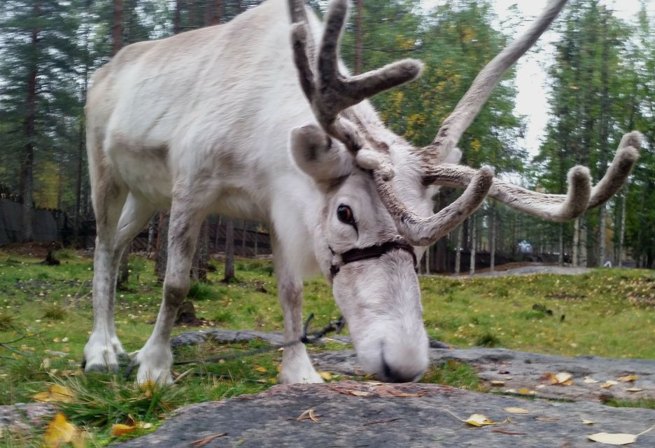 Rovaniemi: Authentic Reindeer Farm & Canoeing - Key Points