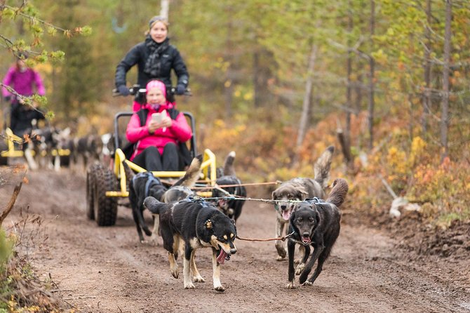 Rovaniemi: Born to Run 4km Self Driven Husky Cart Tour in Autumn