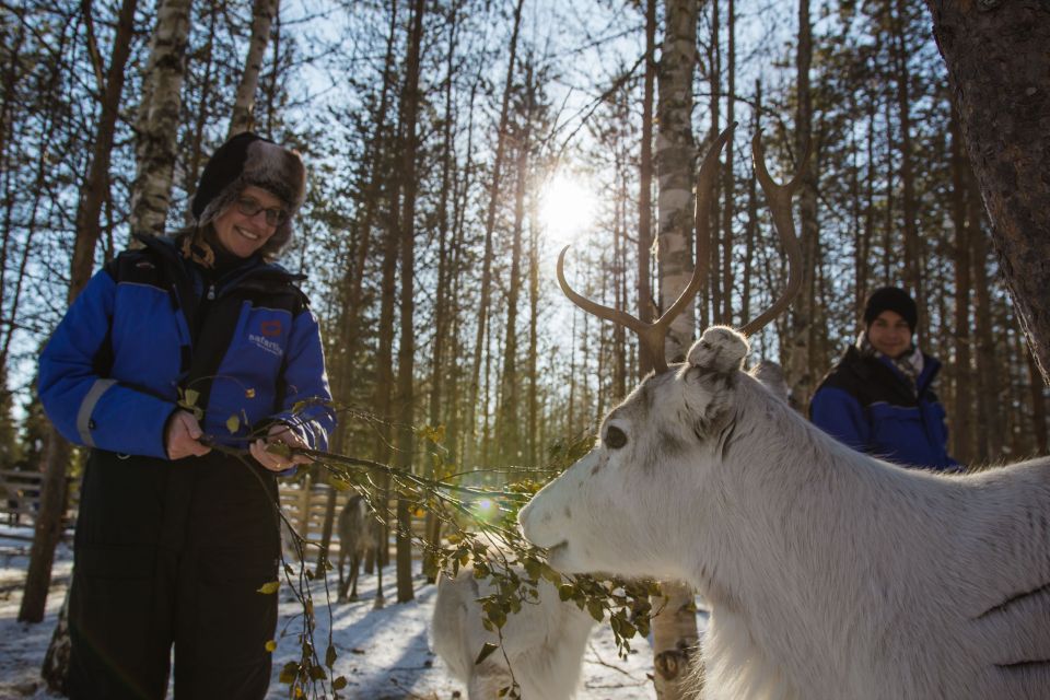 Rovaniemi: Evening Reindeer Safari - Key Points
