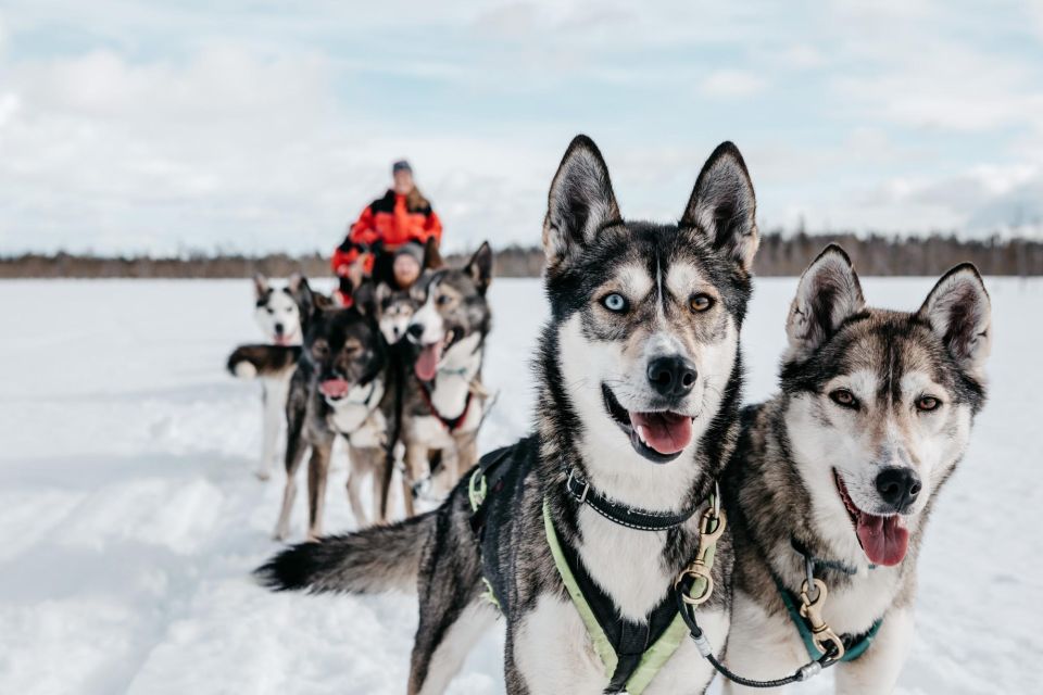 Rovaniemi: Family-Friendly Husky Sled Ride and Farm Visit - Key Points