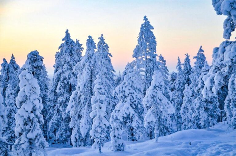 Rovaniemi: Guided Wilderness Snowmobile Ride