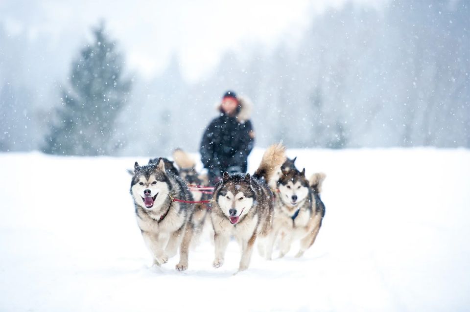 Rovaniemi: Husky Safari on a Snowy Trail - Key Points