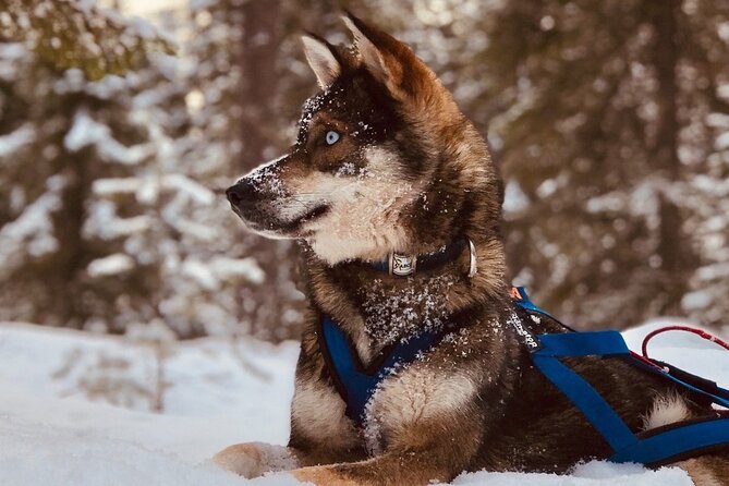 Rovaniemi: Husky Safari Tour & 6-10 Km Self-Driving Mushing - Tour Highlights