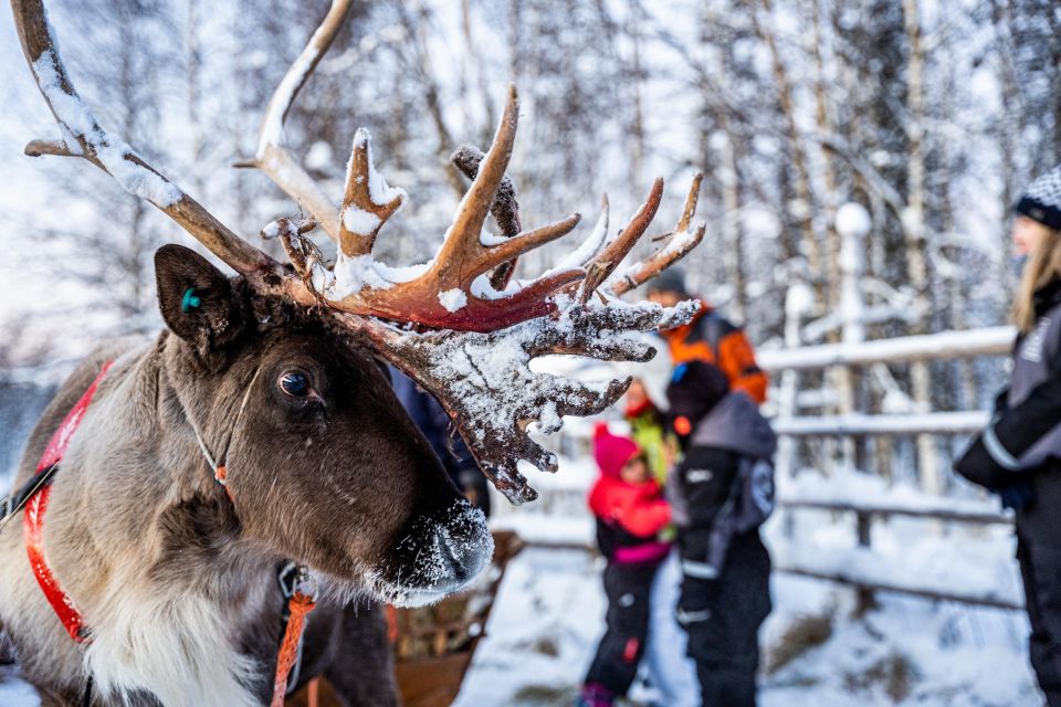 Rovaniemi: Local Reindeer Farm Visit With 2 Km Sleigh Ride - Key Points