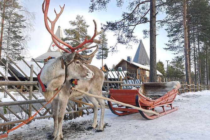 Rovaniemi: Reindeer Activity & Aurora BBQ Tour! - Key Points
