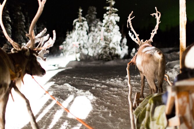 Rovaniemi: Reindeer Evening Safari Tour & 2.5 Km Sled Ride - Key Points