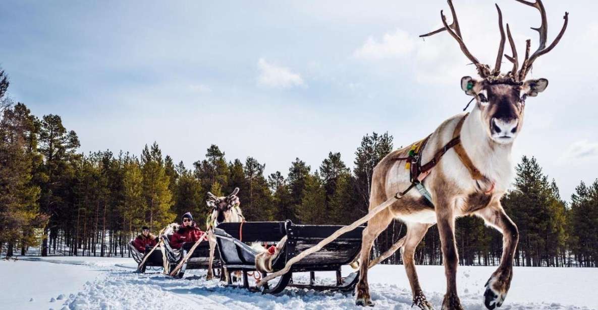 Rovaniemi: Reindeer Farm Tour With Sledge Ride & Pickup - Key Points