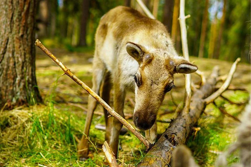 Rovaniemi: Reindeer Farm Visit in the Summer - Key Points