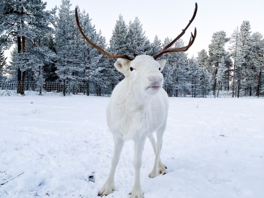 Rovaniemi: Reindeer Farm Visit & Short Sled Ride - Key Points