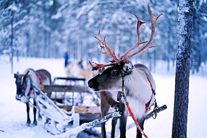 Rovaniemi: Reindeer Farm Visit & Short Sled Ride - Rovaniemi: Reindeer Farm Overview