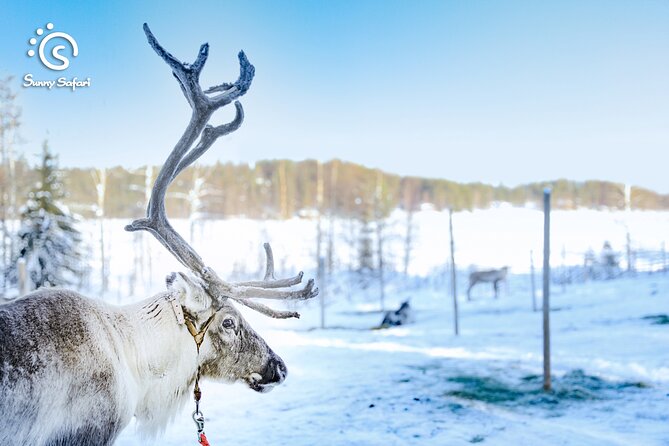 Rovaniemi Reindeer Sleigh Adventure - Activity Overview