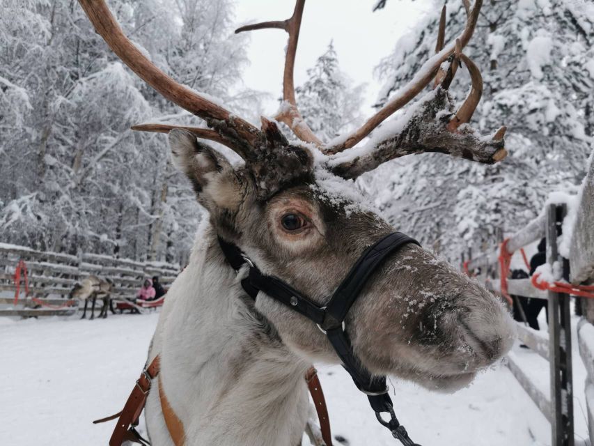 Rovaniemi: Santa's Reindeer, Huskies, Elf Farm & Aurora BBQ - Key Points