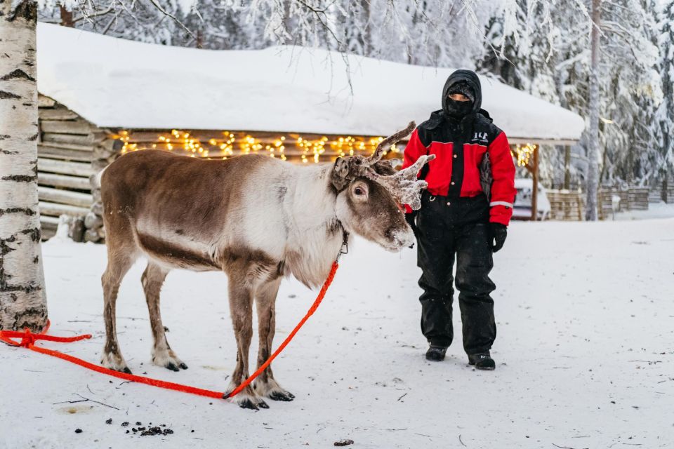 Rovaniemi: Snowmobile Safari, Reindeer & Husky Sleigh Ride - Key Points
