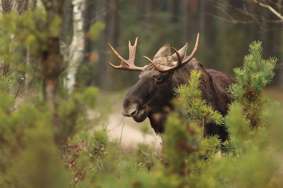 Rovaniemi: Wild Moose Safari - Key Points