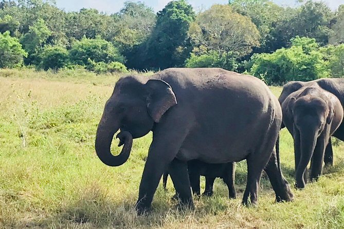 Safari Tour at Minneriya National Park - Key Points