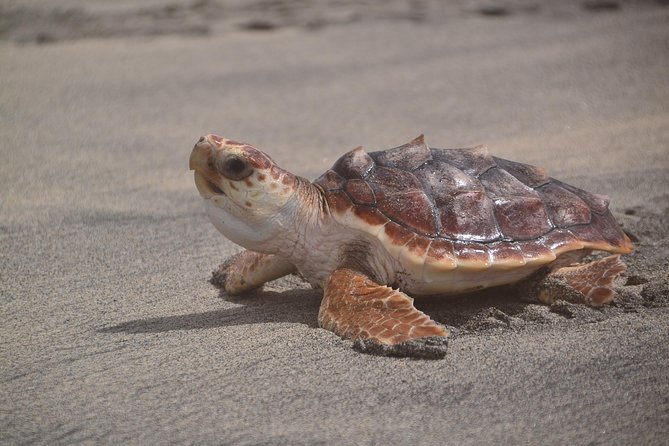 Sal Island: Sea Turtles Experience From Santa Maria - Key Points