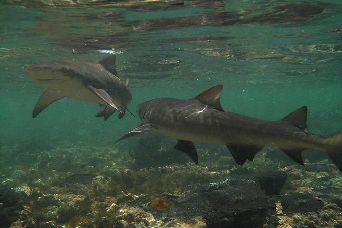 Sal Island: Shark Bay Shark Watching Experience From Santa Maria - Key Points
