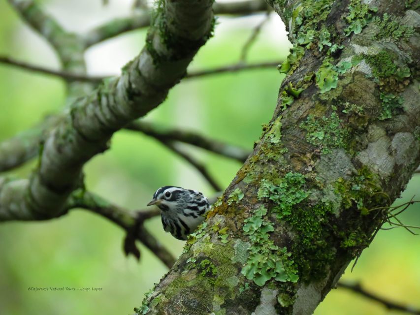 Salento: Private Birding Tour for Beginners and Intermediate - Key Points