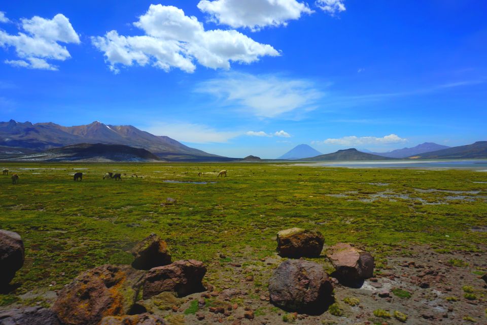 Salinas Salt Lagoon Private Tour: Day Trip From Arequipa - Key Points