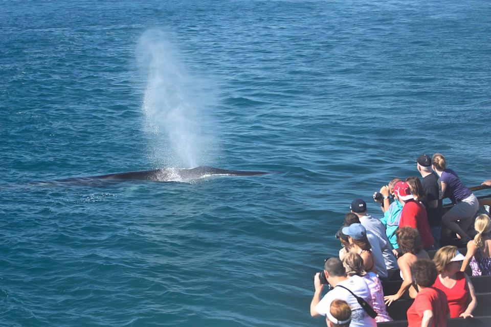 San Diego: Whale Watching Tour - Key Points