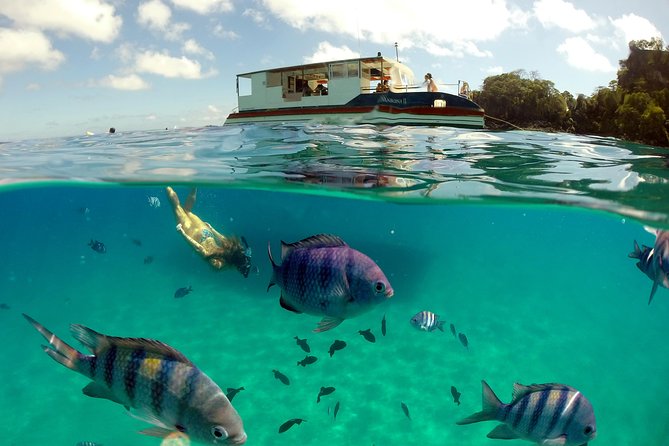 Sancho Bay Swim From Fernando De Noronha - Key Points