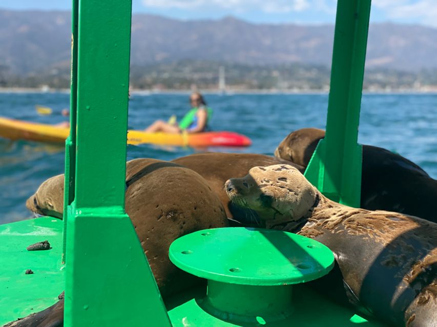 Santa Barbara: Guided Sea Lion Kayaking Tour - Key Points