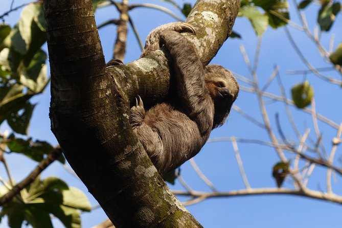 santa cruz sloth and wildlife tour Santa Cruz Sloth and Wildlife Tour