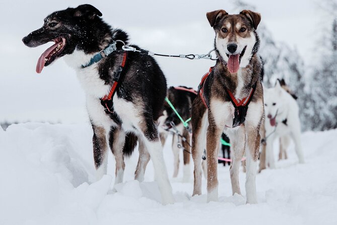 Santas Husky Rides, 2.5km Husky Ride At The Santa Claus Village