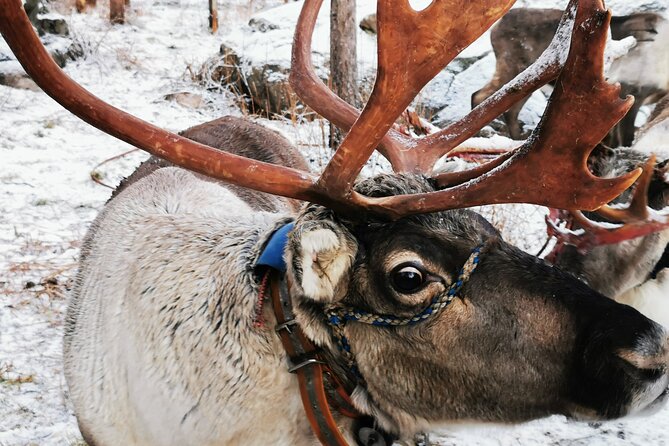 Santas Reindeer & Husky Safari Santa Elf Farm Aurora BBQ! - Tour Highlights