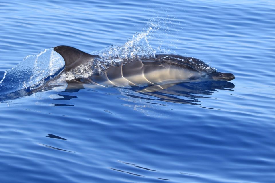 São Jorge Island: Cetaceans in the Heart of Azores - Key Points