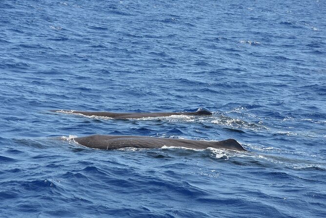 Sao Miguel Small-Group Whale Watching Tour - Key Points