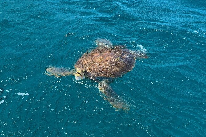 São Vicente: Private Snorkel Experience With Sea Turtle - Tour Information