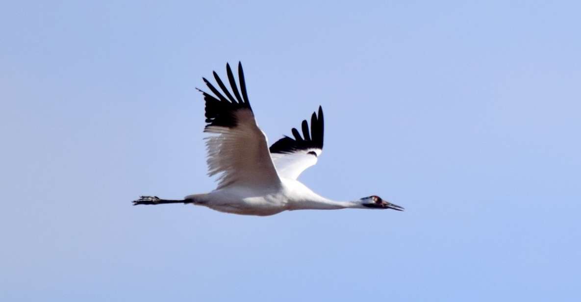 Saskatoon, Canada: 8-Hour Tour to View Whooping Cranes - Key Points