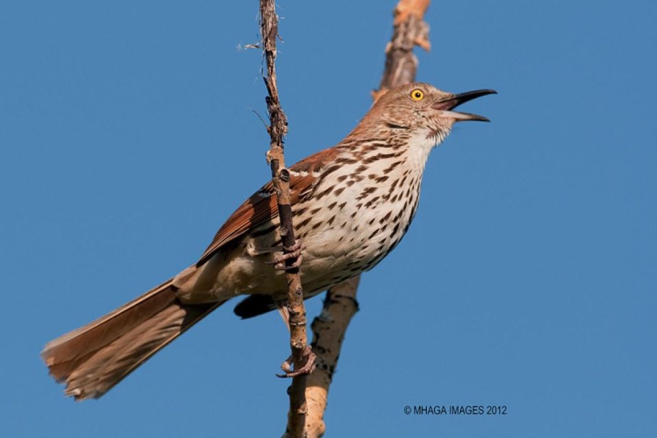 Saskatoon Riverbank Bird Walk - Key Points