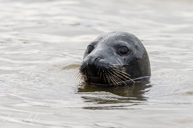 Scroby Sands Seal Watching - Key Points