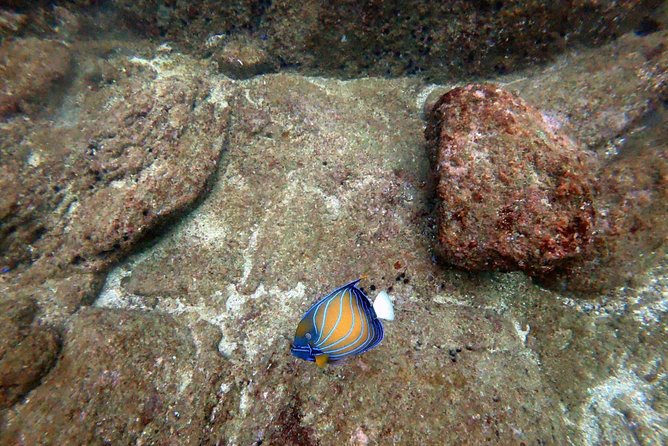Scuba Diving in Mirissa - Key Points