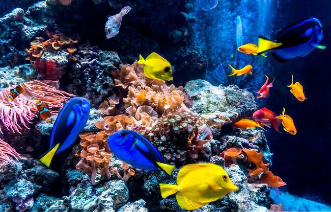 SEA LIFE Berlin Admission Ticket - Key Points