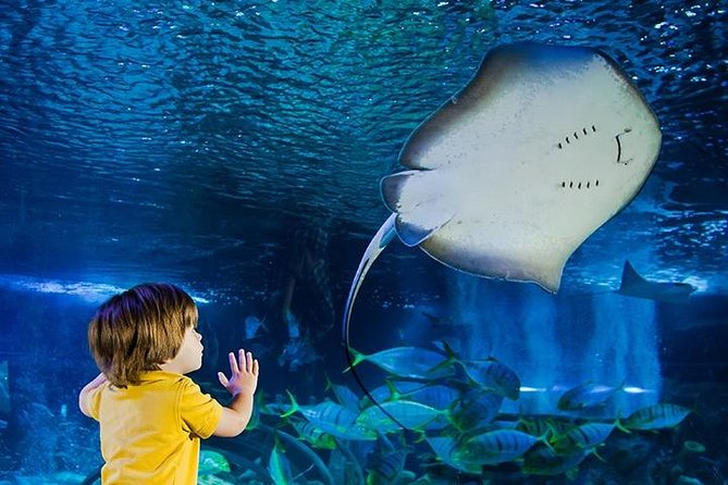 SEA LIFE Manchester Admission Ticket - Key Points