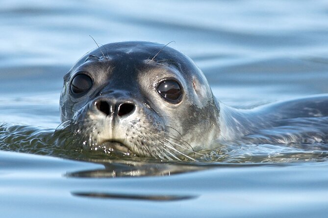 Seal Watch Boat Tours - Pictou NS - Key Points