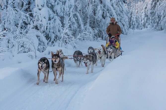 Self-Driving Husky Sledding Experience in Levi - Key Points