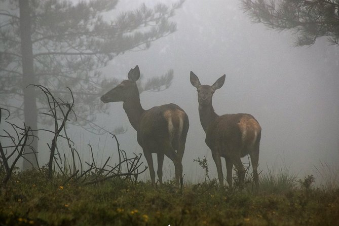 Serra Da Lousã Private Half- or Full-Day Tour From Coimbra - Key Points