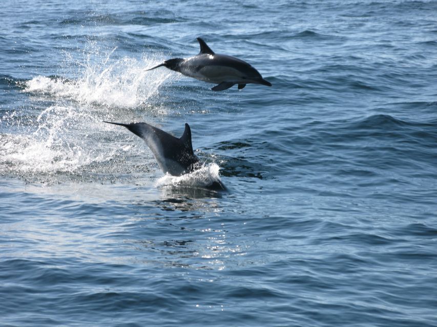 Sesimbra: Eco-friendly Dolphin Watching Tour - Key Points