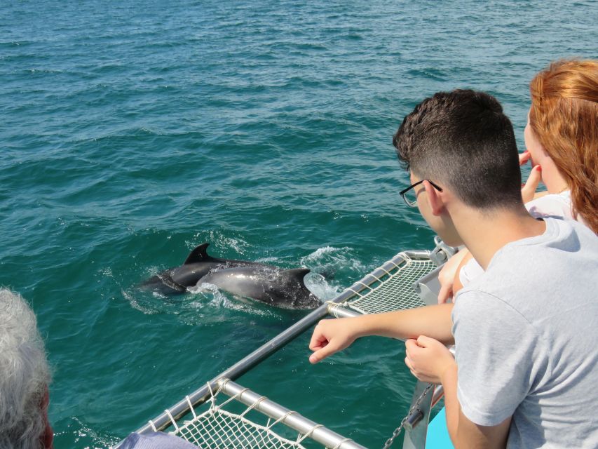 Setúbal: Dolphin Watching Tour - Key Points