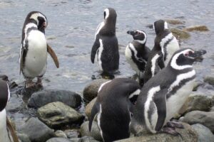 Shore Excursion: Magellan Penguins Natural Reserve In Magdalena Island ...