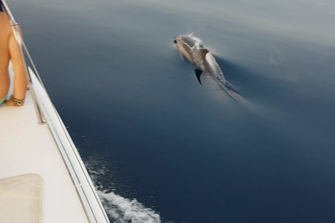 Sighting Dolphin Trip Estepona, Marbella - Pricing and Schedule