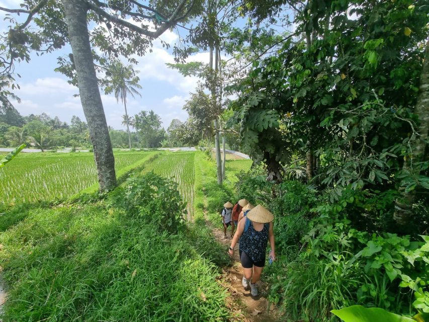 Sightseeing and Walking on Rice Terrace & Explore Waterfalls - Key Points