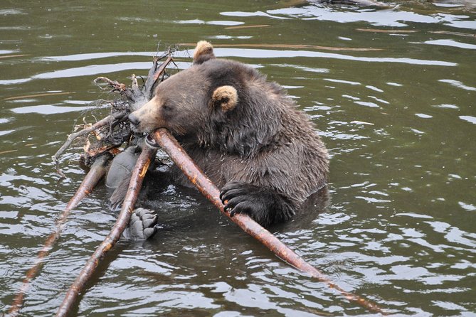 Sitka Premium Tour- Private- Alaska Raptor Center, Fortress of the Bears,Totems - Key Points